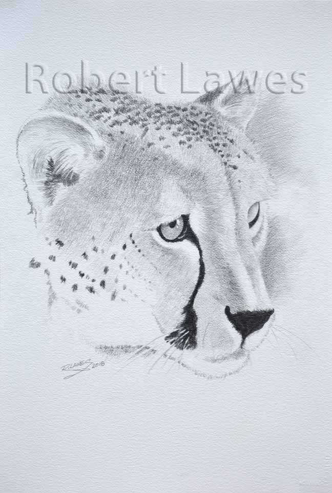 Leopard Face Pencil Drawing